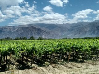 Billig Rejsedestination Argentina - Argentina-Mendoza-vinregion-madrejse