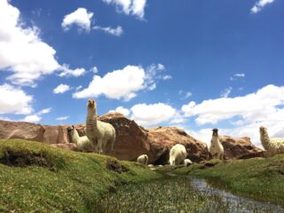 Billig Rejsedestination Bolivia - Boliviansk-lama-llama-alpache-naturrejse