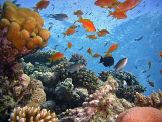 Billig Rejsedestination Egypten - Egypten-dykkerrejse-snorkle-ved-rødehavet
