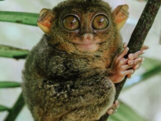 Billig Rejsedestination Filippinerne - Filippinerne-Bohol-Tarsier-verdens-mindste-primat