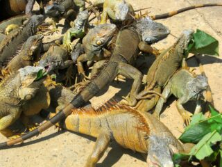 Billig Rejsedestination Honduras - Honduras-naturrejse-vilde-dyr-leguaner