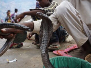 Billig Rejsedestination Indien - Indisk-kobra-slange