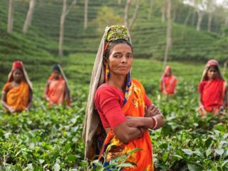 Billig Rejsedestination Indien - Indisk-kvinde-teplantage