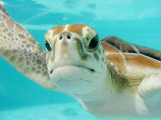 Billig Rejsedestination Mexico - Mexico-Cancun-dykkerrejse-og-snorkling