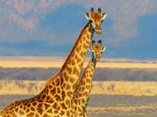 Billig Rejsedestination Sydafrika - Sydafrika-naturrejser-safari-giraf