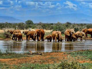 Billig Rejsedestination Sydafrika - Sydafrika-safari-rejse-afrikanske-elefanter.jpg