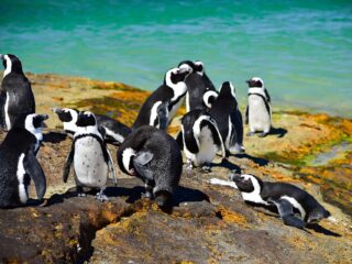Billig Rejsedestination Sydafrika - Sydafrikas-vilde-pengviner-Brillepingvin