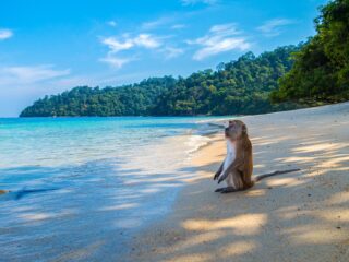 Billig Rejsedestination Thailand - Thailand-Strand-med-abe