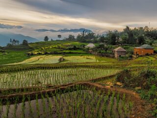 Billig Rejsedestination Rejsedestinationer - Vietnamesisk-Rismark-Nord-Vietnam-Sapa